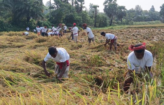 সিংড়ায় শ্রমিক না পাওয়ায় বিধবার ধান কেটে দিলেন বিএনপি নেতাকর্মীরা