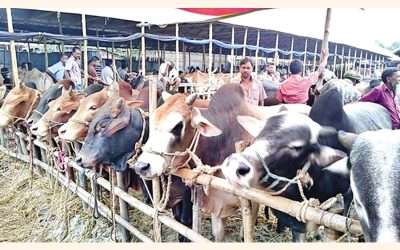 ভারতীয় গরুশূন্য হাটে দেশি পশুর আধিপত্য