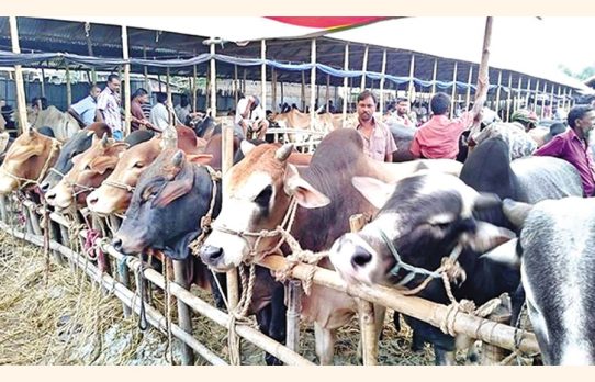 ভারতীয় গরুশূন্য হাটে দেশি পশুর আধিপত্য