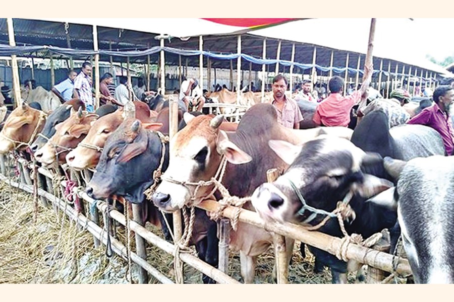 ভারতীয় গরুশূন্য হাটে দেশি পশুর আধিপত্য