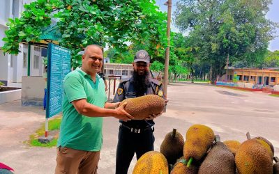 নিজস্ব বাগানের কাঁঠাল বিতরণ করল দিনাজপুর জেলা কারাগার