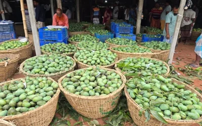 বাগানে পচছে আম, খরচ তুলতেই হিমশিম চাষি