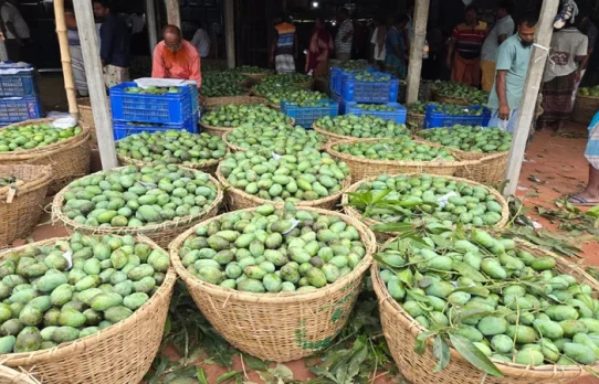 বাগানে পচছে আম, খরচ তুলতেই হিমশিম চাষি
