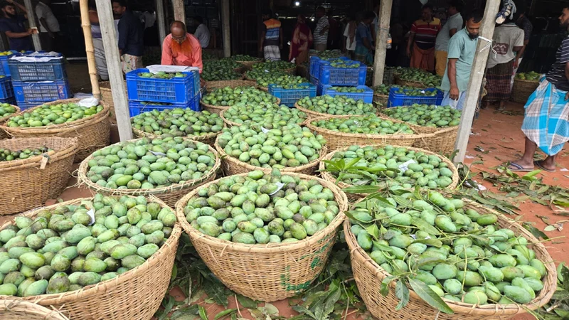 বাগানে পচছে আম, খরচ তুলতেই হিমশিম চাষি
