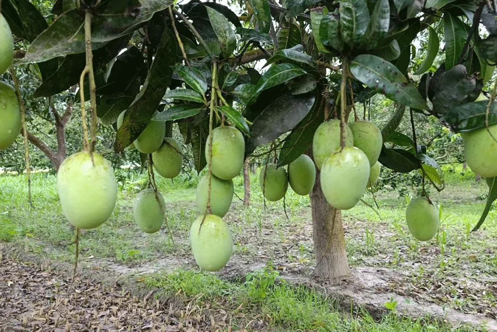 চলতি মৌসুমেই মালয়েশিয়ার বাজারে প্রবেশ করতে যাচ্ছে তাজা আম