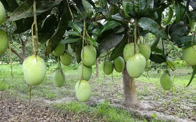 চলতি মৌসুমেই মালয়েশিয়ার বাজারে প্রবেশ করতে যাচ্ছে তাজা আম