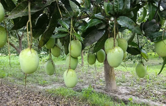 চলতি মৌসুমেই মালয়েশিয়ার বাজারে প্রবেশ করতে যাচ্ছে তাজা আম