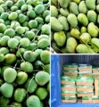শুভেচ্ছা উপহার হিসেবে ভারতে ১১০০ কেজি আম পাঠাল বাংলাদেশ