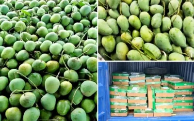 শুভেচ্ছা উপহার হিসেবে ভারতে ১১০০ কেজি আম পাঠাল বাংলাদেশ