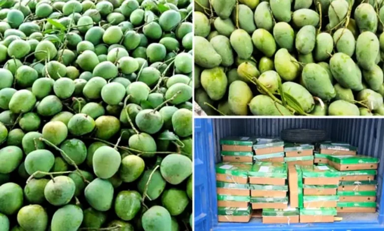 শুভেচ্ছা উপহার হিসেবে ভারতে ১১০০ কেজি আম পাঠাল বাংলাদেশ