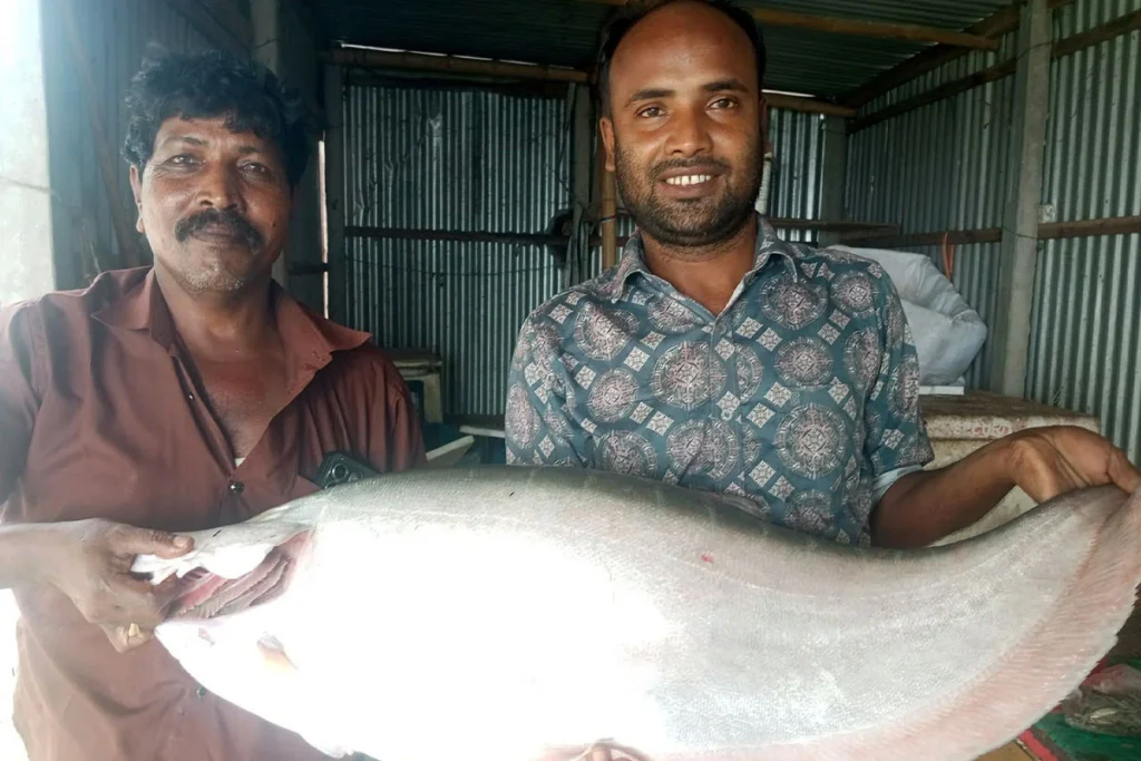 পদ্মার এক চিতলের দাম ১১ হাজার ৬৫০ টাকা