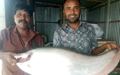 পদ্মার এক চিতলের দাম ১১ হাজার ৬৫০ টাকা