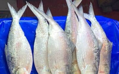 সরকারি উদ্যোগে বাড়বে ইলিশের উৎপাদন
